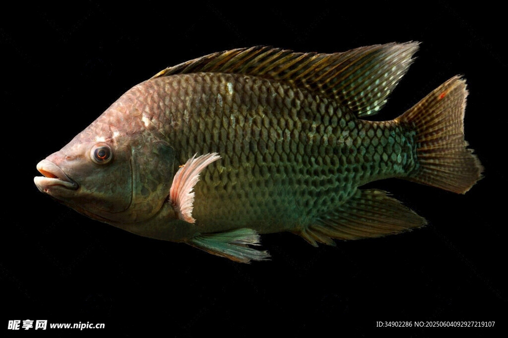 獨特外觀的觀賞魚