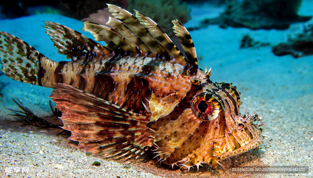 海底斑斕獅子魚(yú)特寫(xiě)