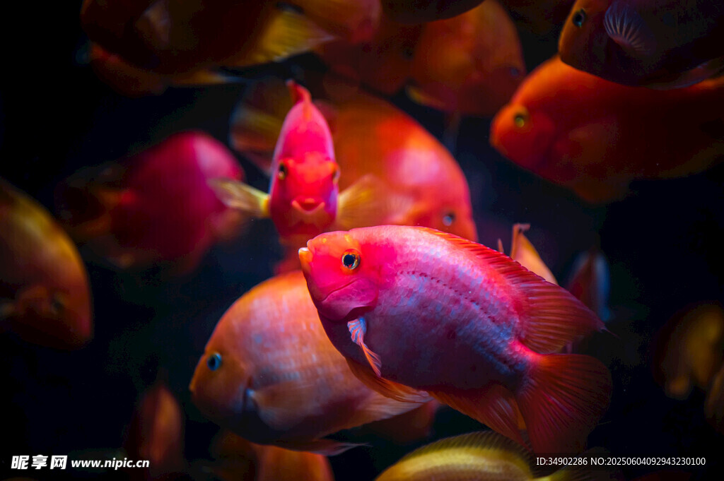 色彩斑斕的觀賞魚群