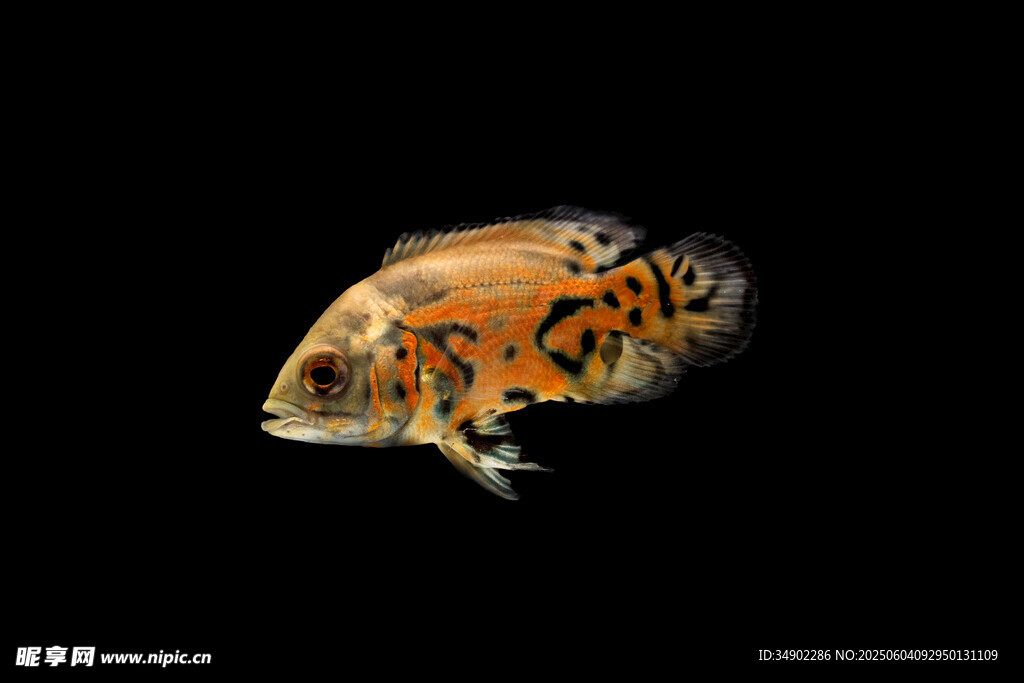 多彩花紋觀賞魚特寫