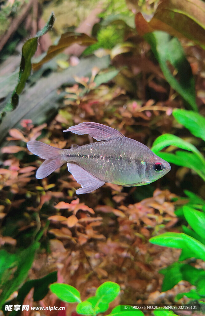 水族箱中的銀色小魚