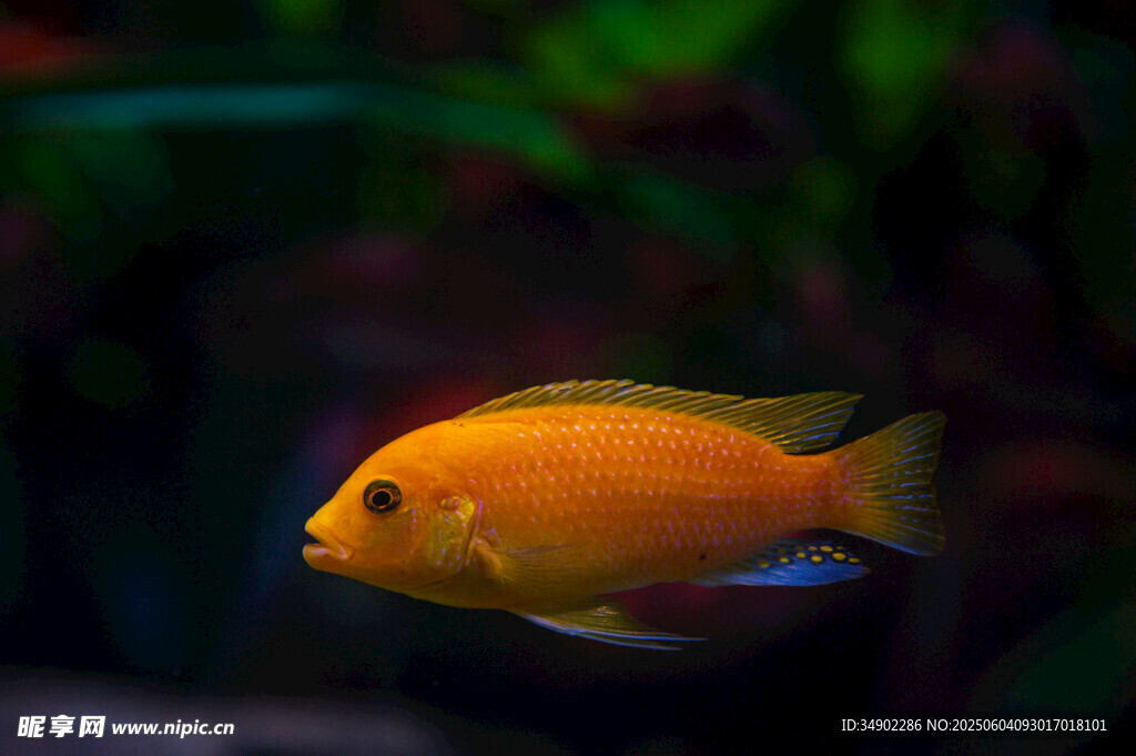 金黃小魚悠游于水族世界