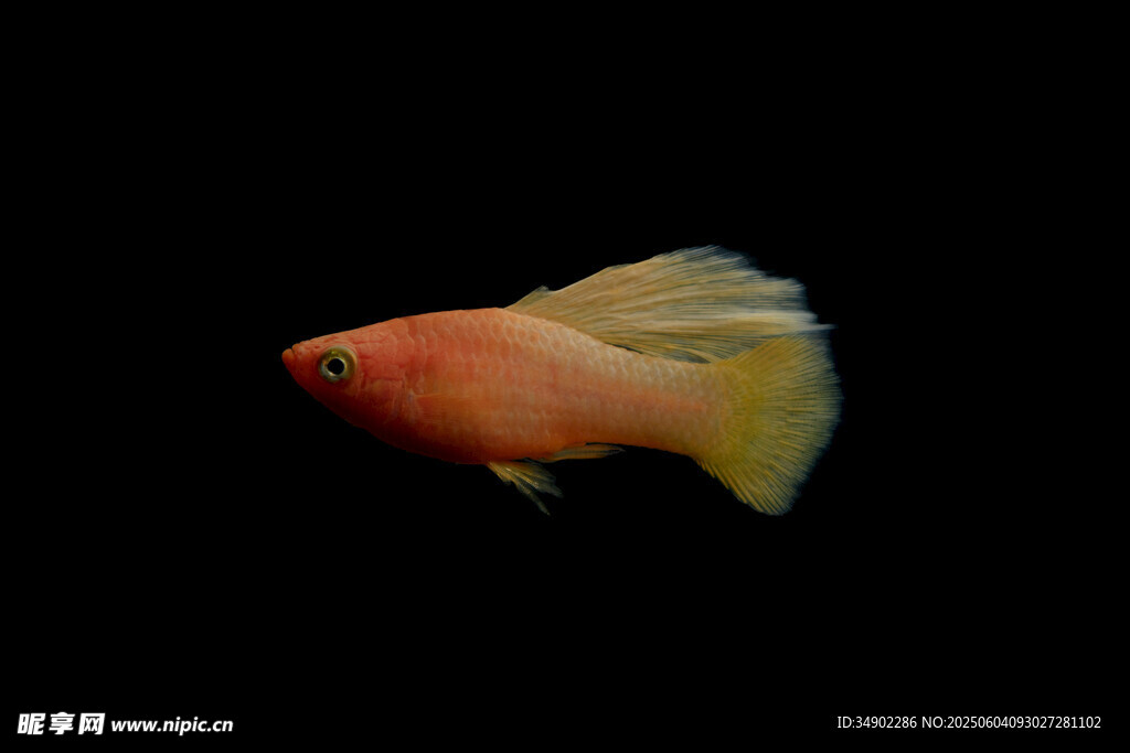 色彩艷麗的觀賞金魚