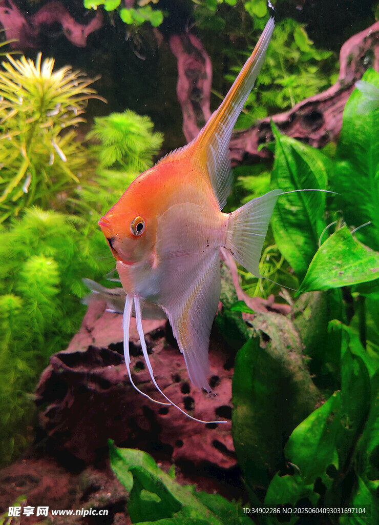 美麗神仙魚賞景