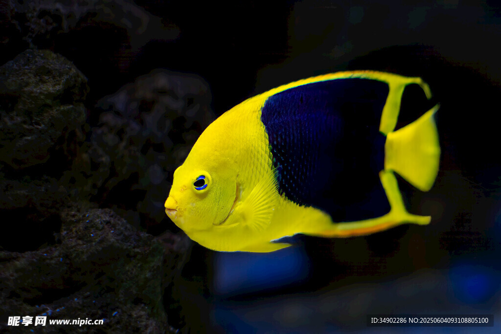 黃色黑紋熱帶觀(guān)賞魚(yú)