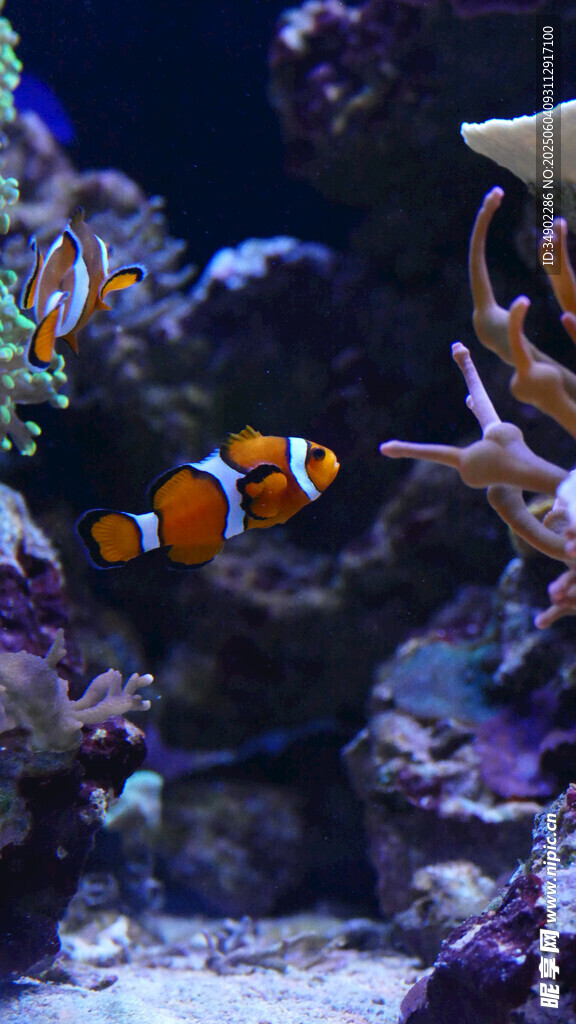 海底世界的小丑魚與珊瑚