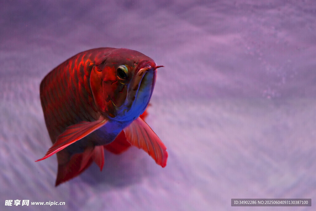 紅色奇幻魚造型獨特