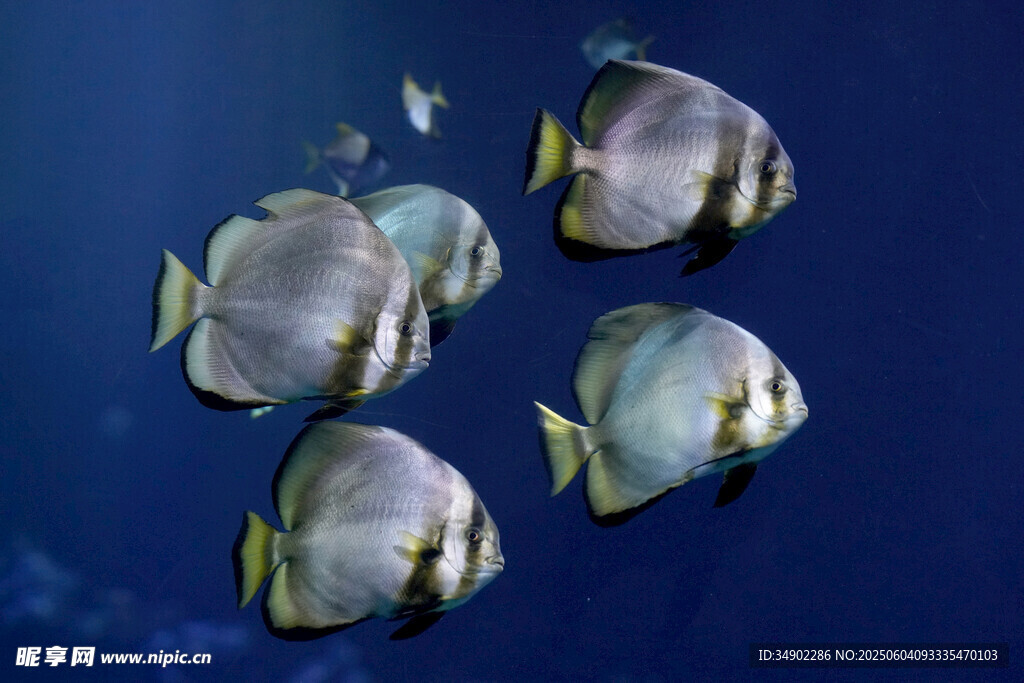 海洋中游動的美麗銀魚