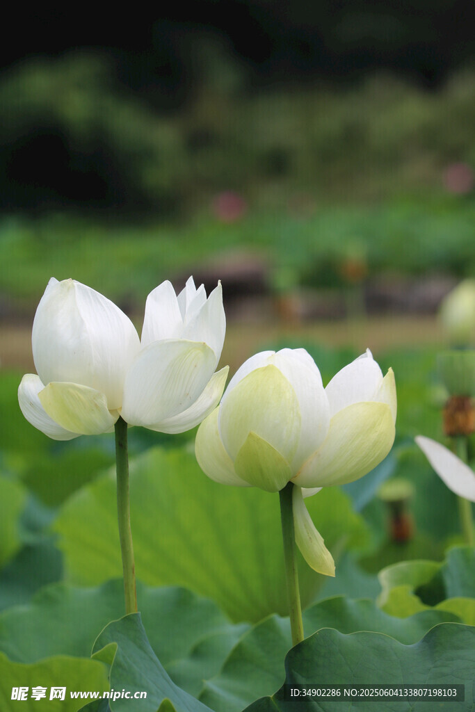 潔白荷花綻放于綠葉間