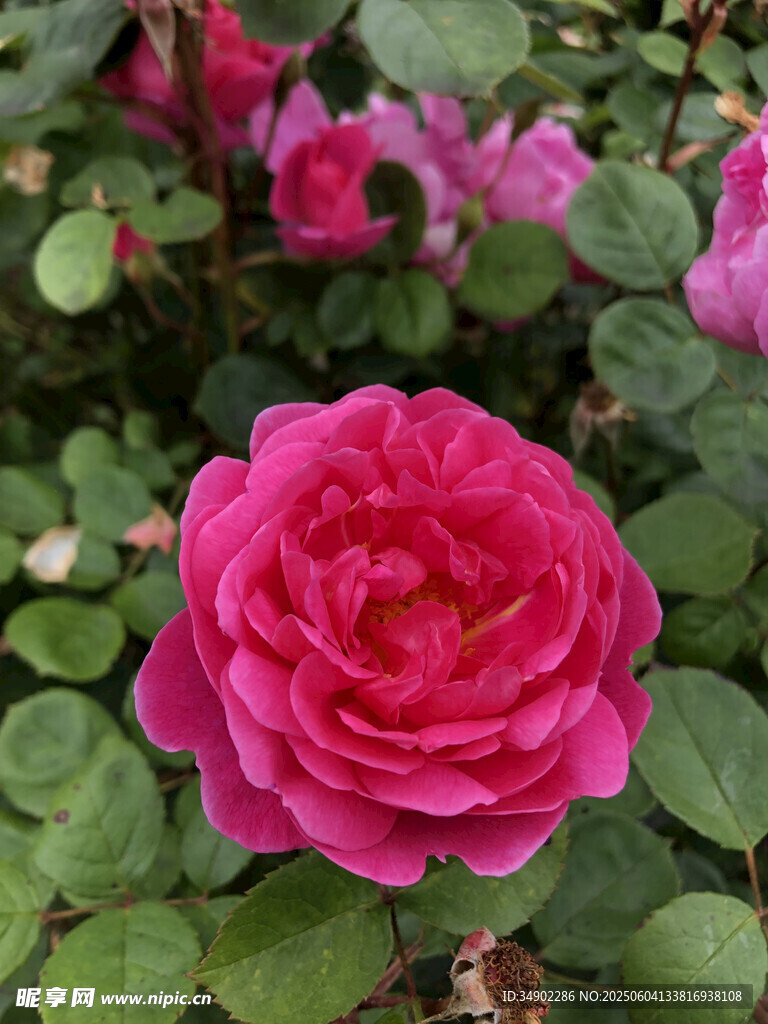 嬌艷欲滴的粉色月季花