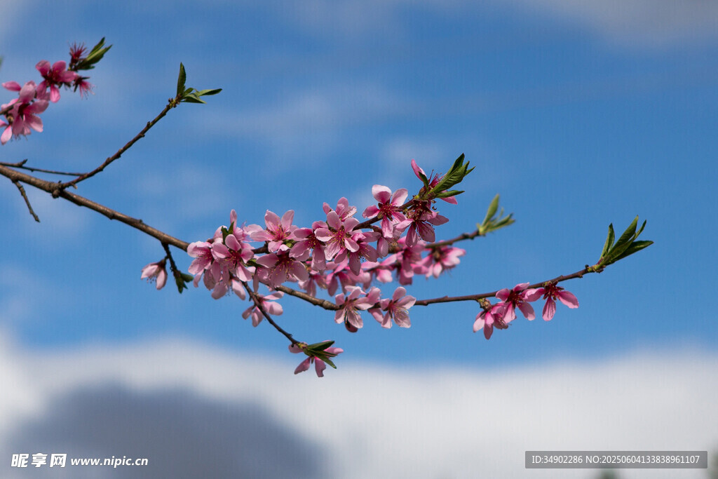 枝頭桃花綻藍(lán)天