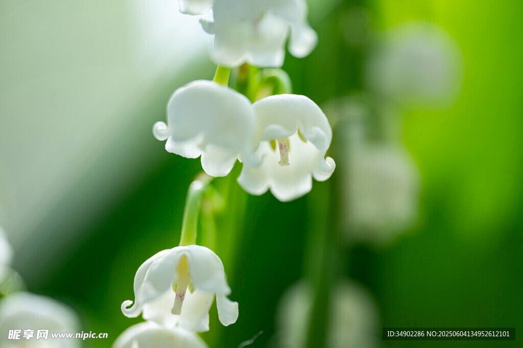 鈴蘭花特寫(xiě)