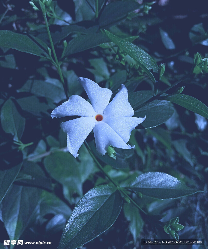 潔白綻放的單朵素雅花朵