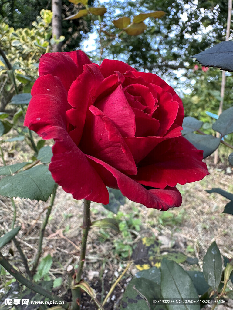 嬌艷紅玫瑰綻放于枝頭