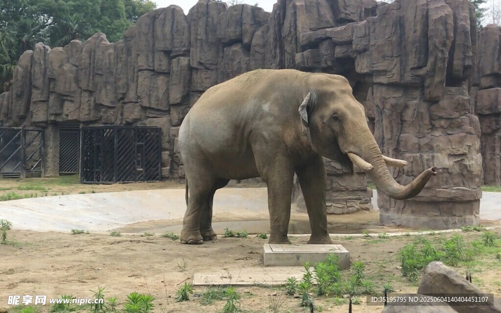 動物園中的大象