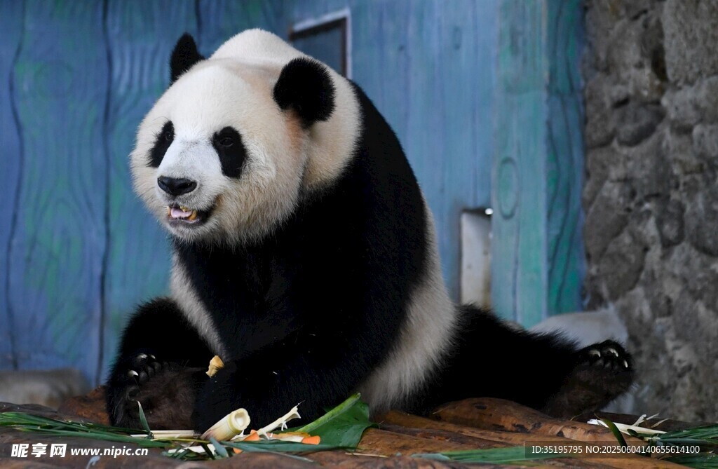 坐著吃竹子的可愛大熊貓