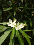 白色花朵綻放綠葉間