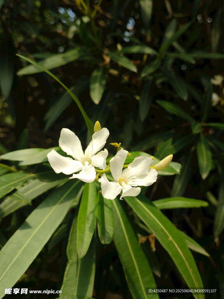 白色花朵綻放綠葉間