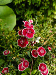嬌艷紅白花朵綻放綠植間