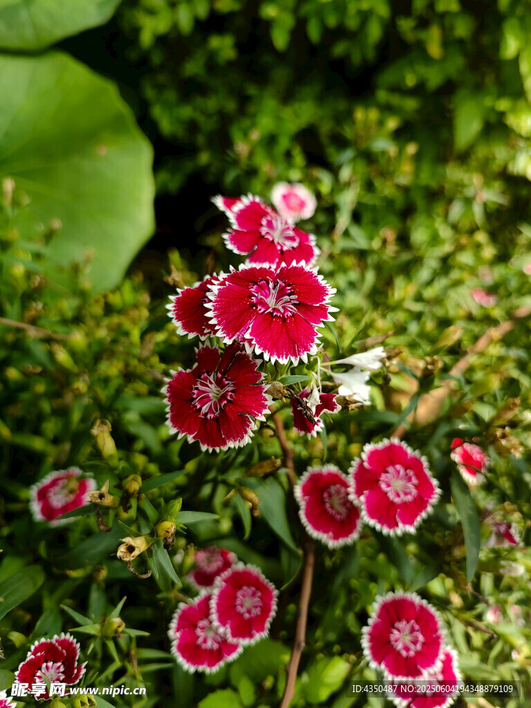 嬌艷紅白花朵綻放綠植間