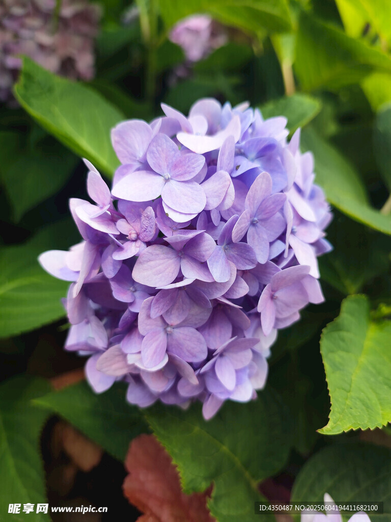 紫色繡球花綻放