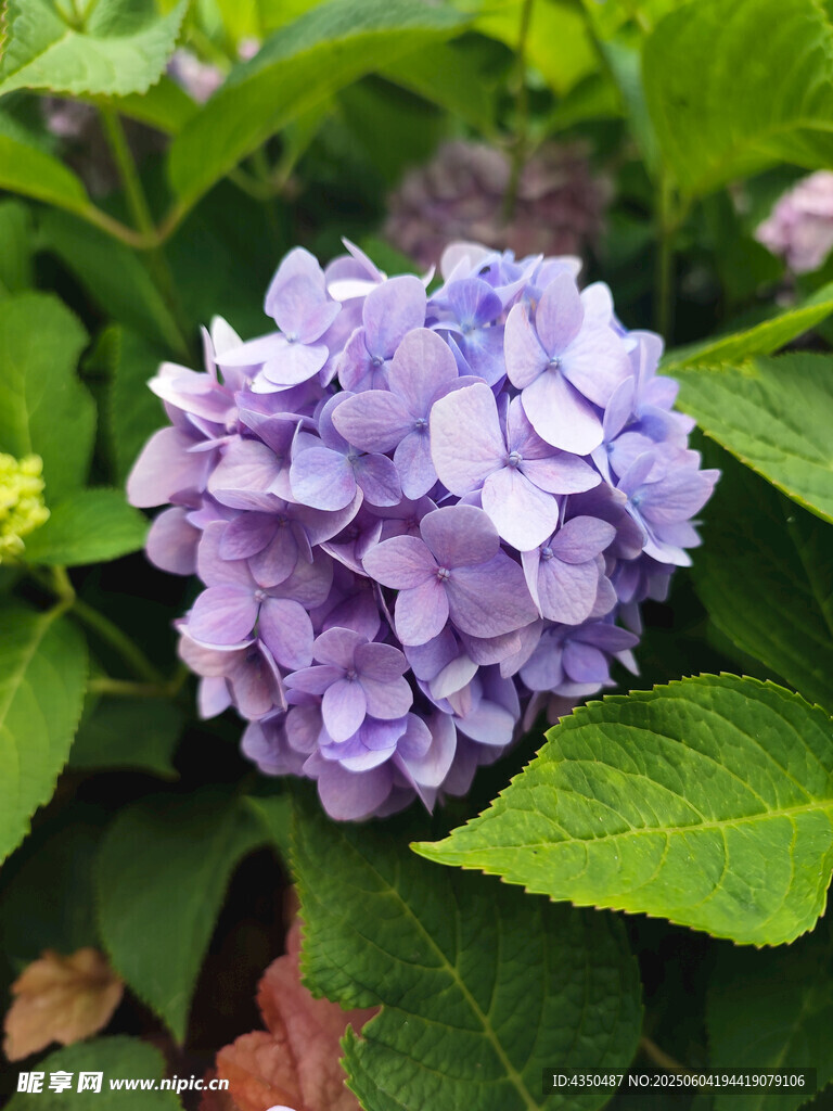 紫色繡球花綻放綠葉間