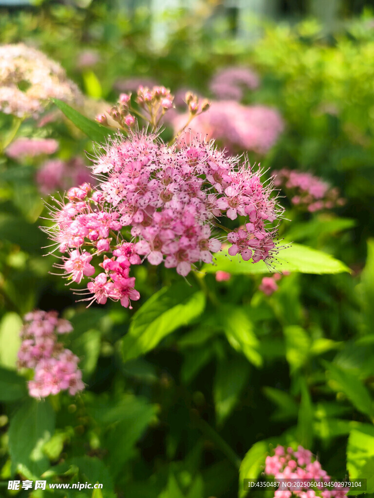 粉色花卉綻放綠意間