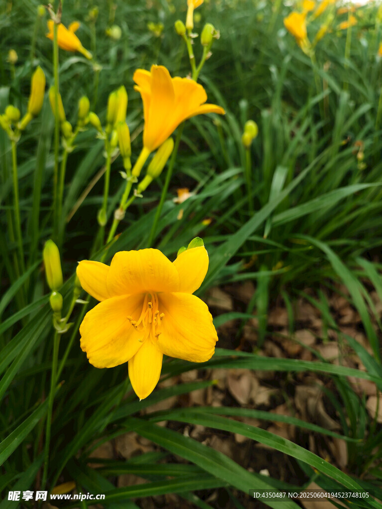 綻放的黃色萱草花