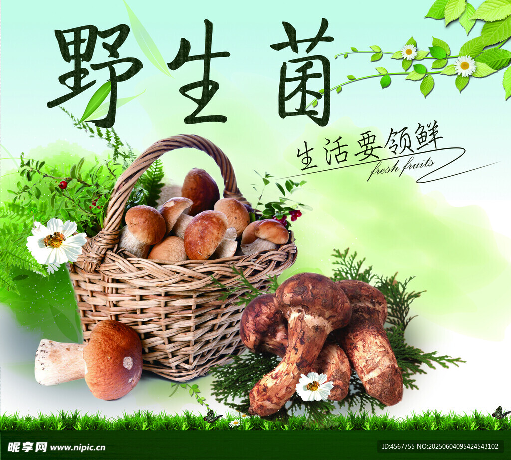 野生菌