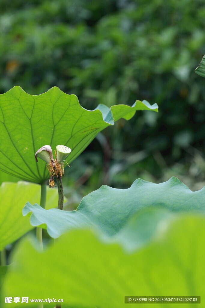 并蒂蓮