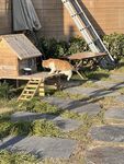 院子里的狗狗與木制小屋