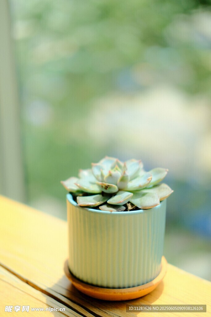 清新小盆栽多肉植物特寫(xiě)