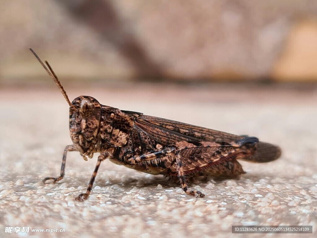 褐色螞蚱特寫