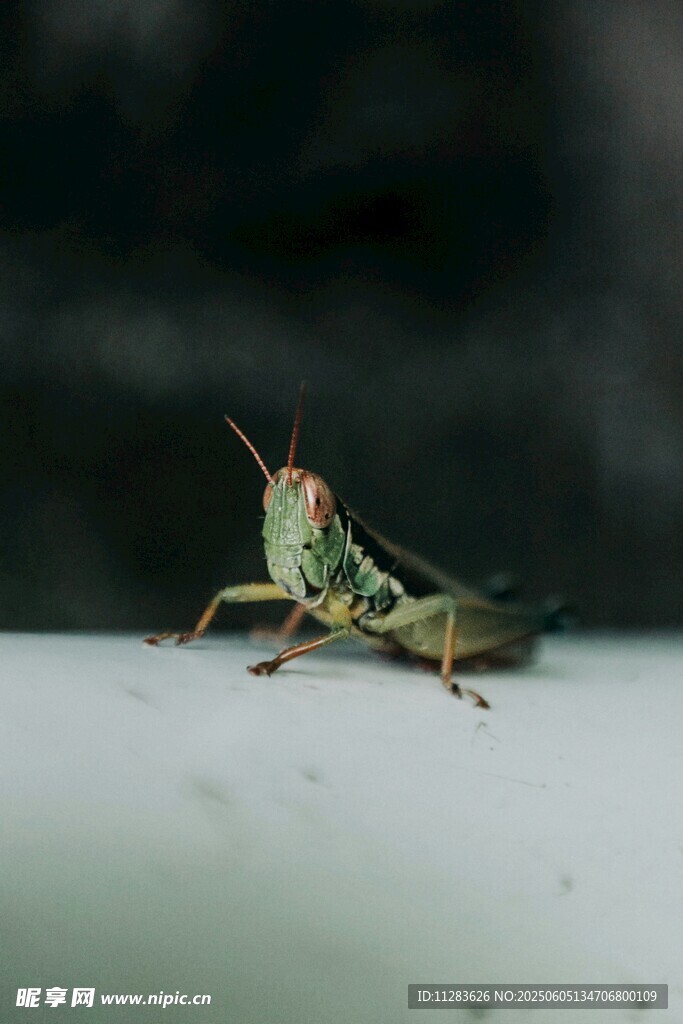 綠色螞蚱特寫