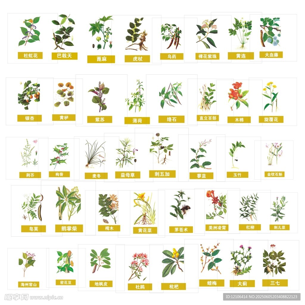 多種草藥植物展示圖