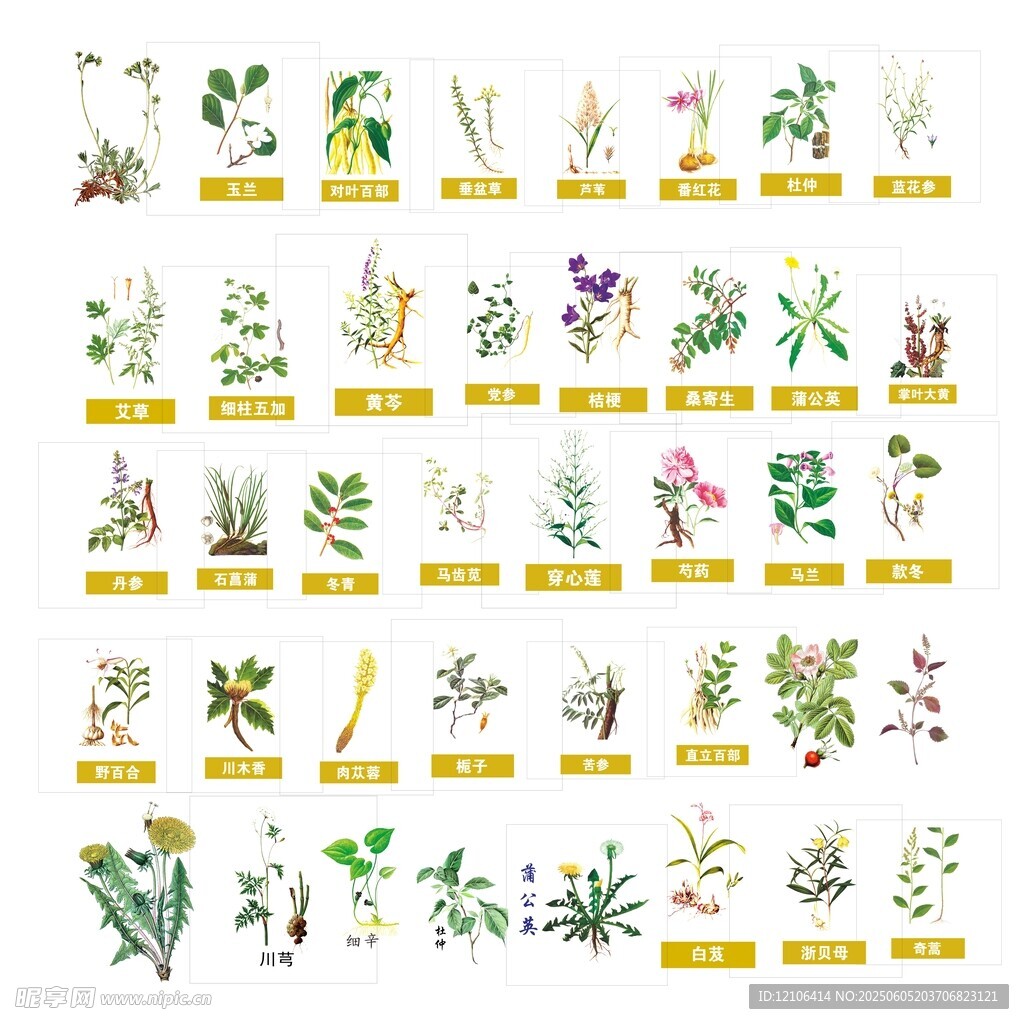常見草藥植物圖示