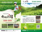 茶業公司宣傳頁展示
