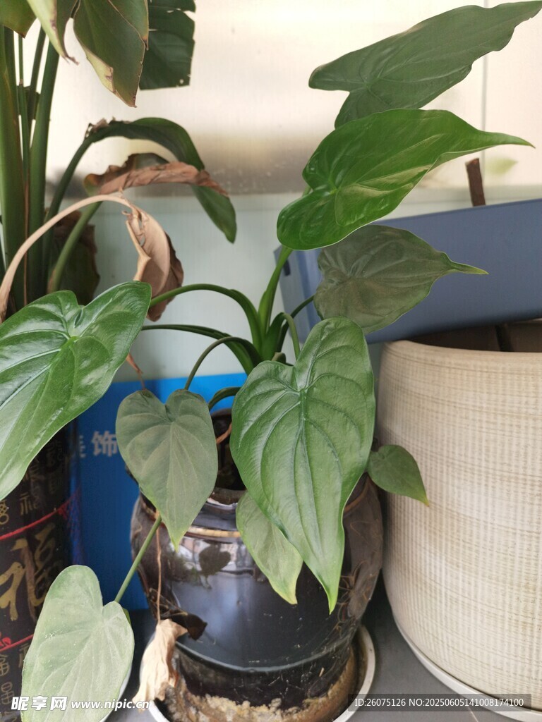 盆栽綠植