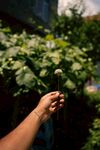 手擎蒲公英于綠植間