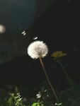 夜下蒲公英綻放的美麗