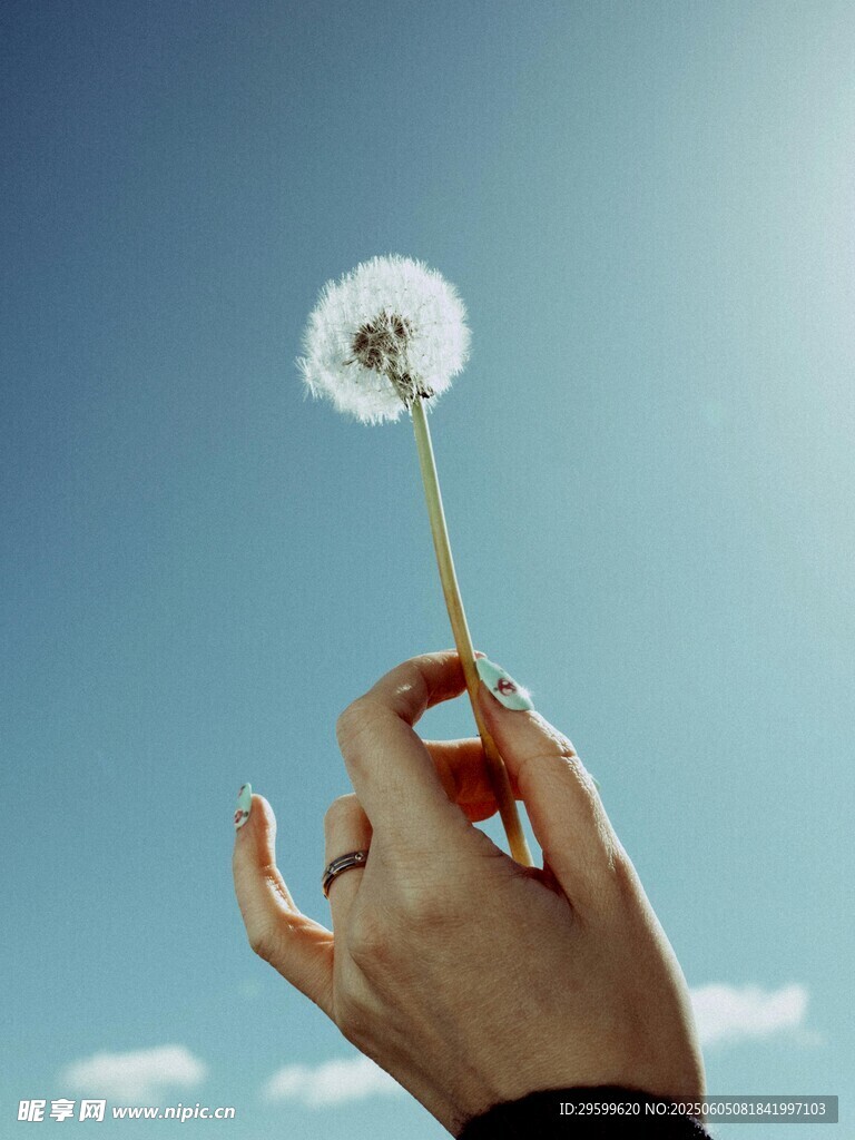手托蒲公英于藍天之下