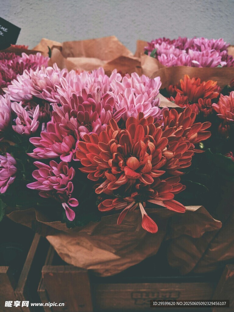 菊花