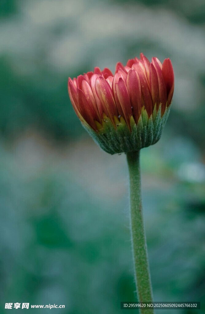 單枝艷麗紅色雛菊花骨朵