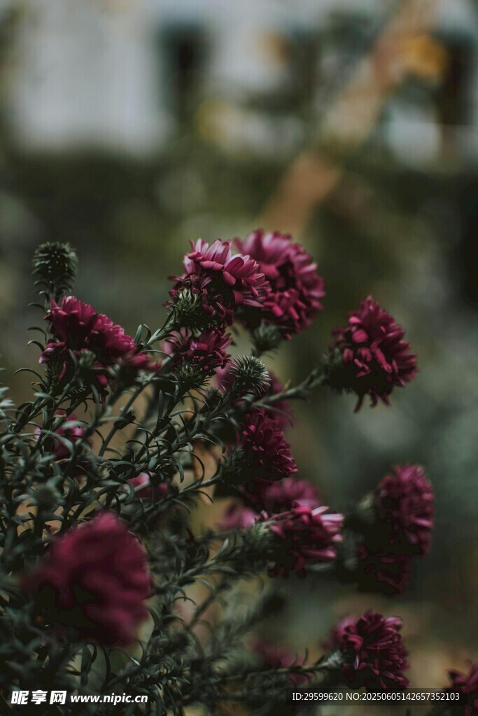 紫菊綻放
