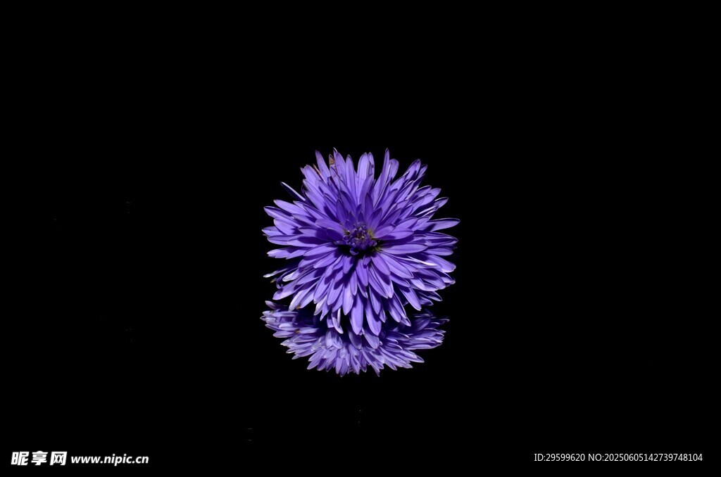 紫色絨球花特寫