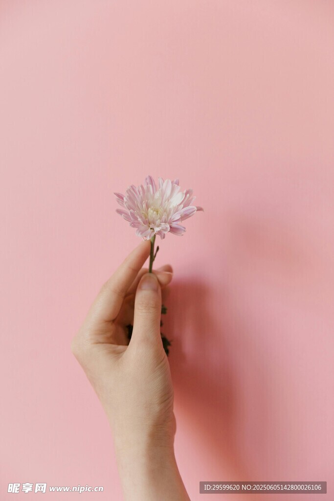 手托小花于粉色背景前