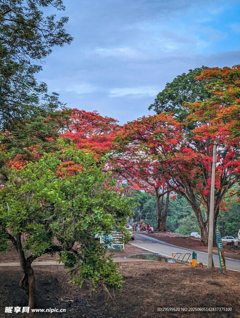 公園中絢爛綻放的紅花樹