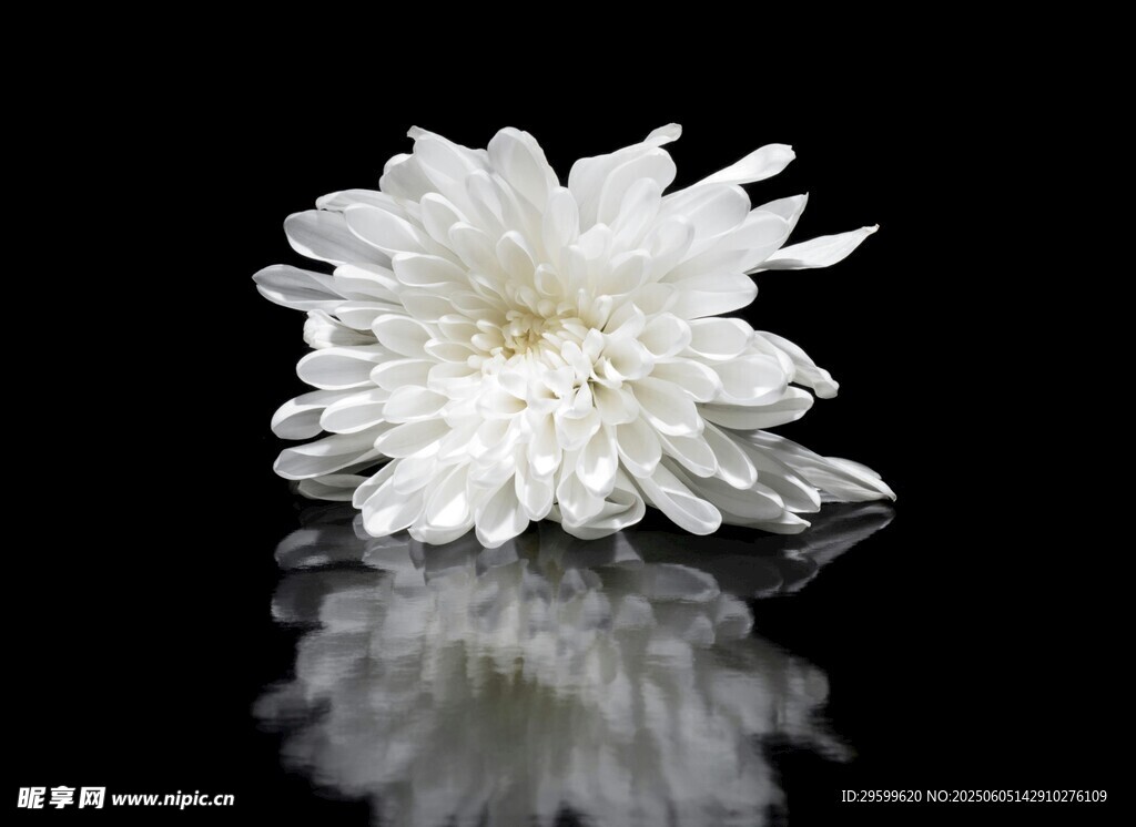 白色菊花特寫