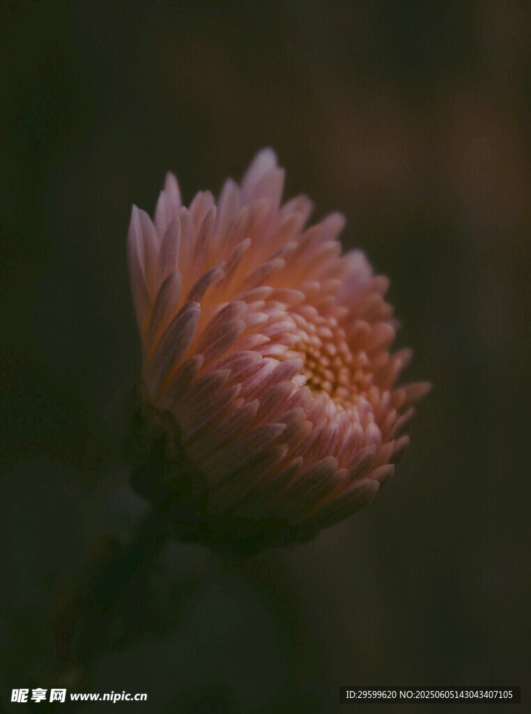 粉色嬌嫩花朵特寫
