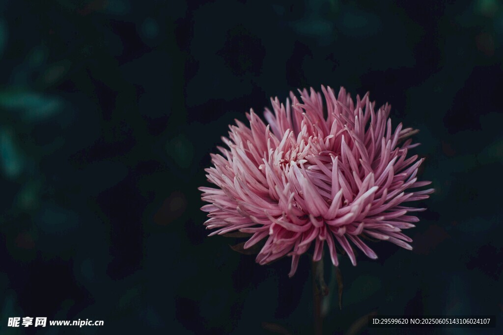 粉色絨球花朵特寫